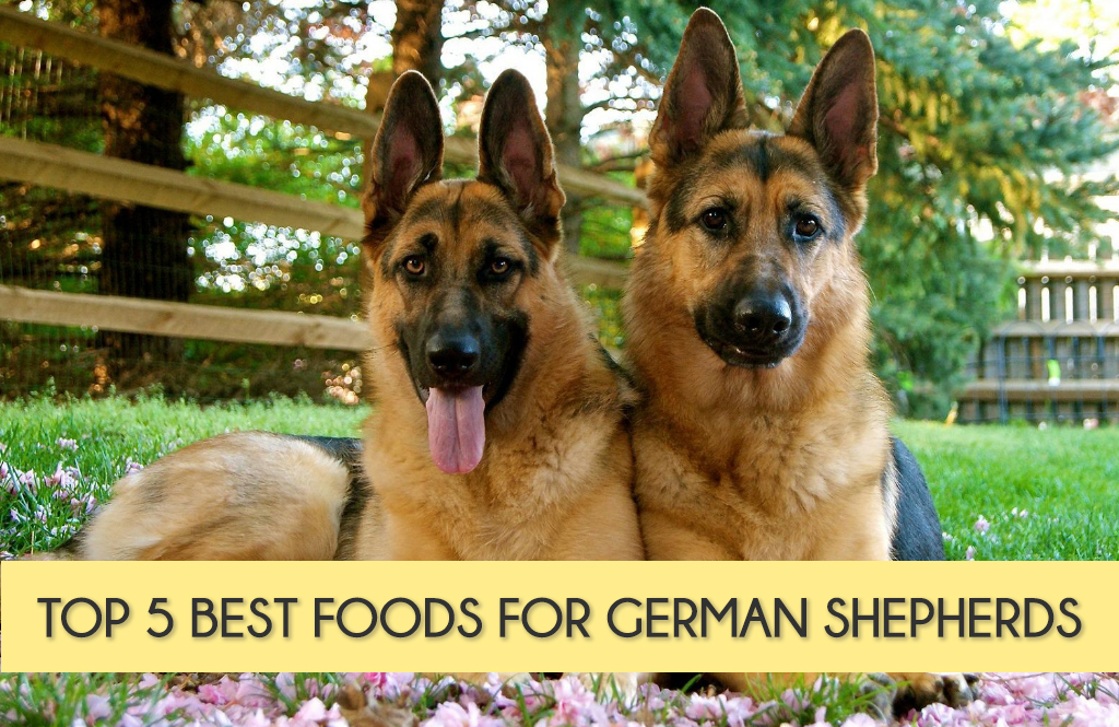 5+ Best Dog Food For German Shepherds [Reviews In 2020]