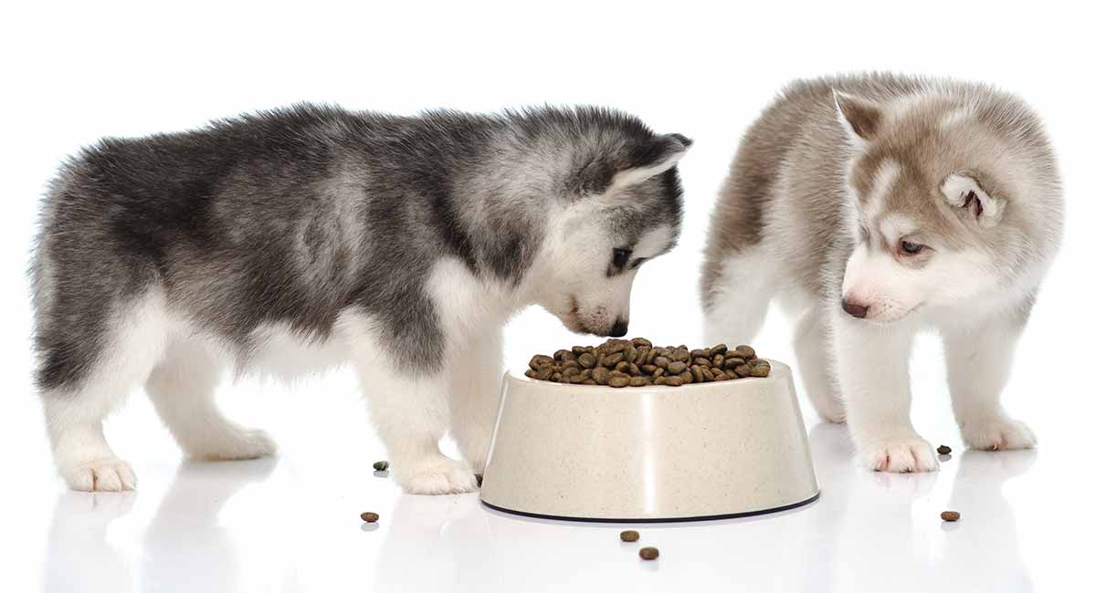 Best Dog Food for Huskies