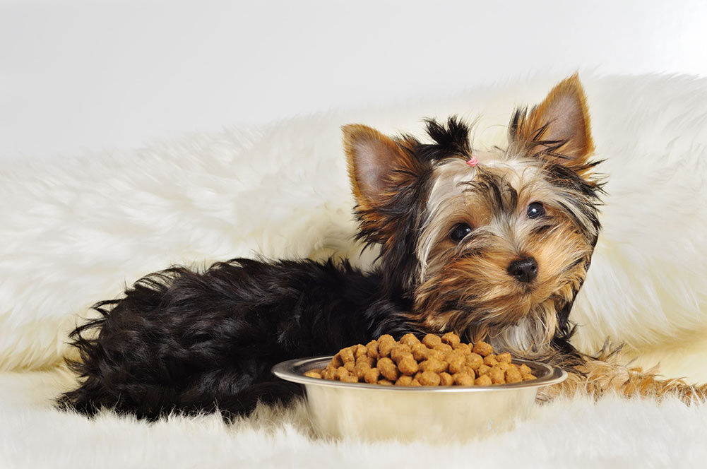 5+ Best Dog Food For Yorkies (Yorkshire Terriers) 2020 Reviews