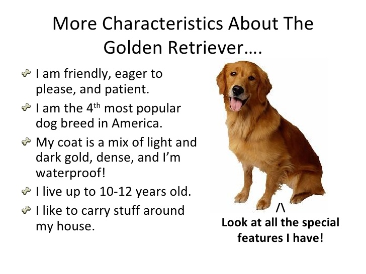Characteristics of the Golden Retriever