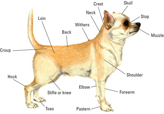 Physical features chihuahua