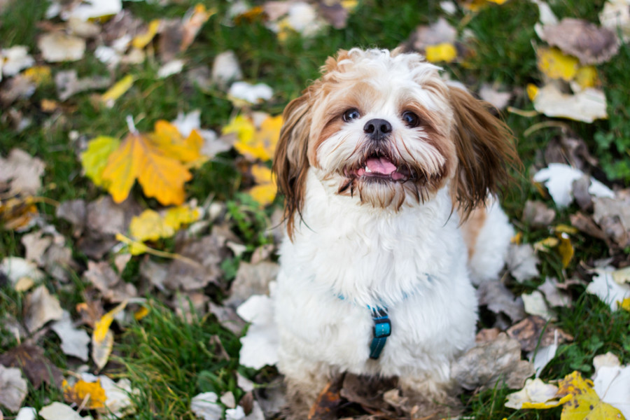 Physical of shih tzu