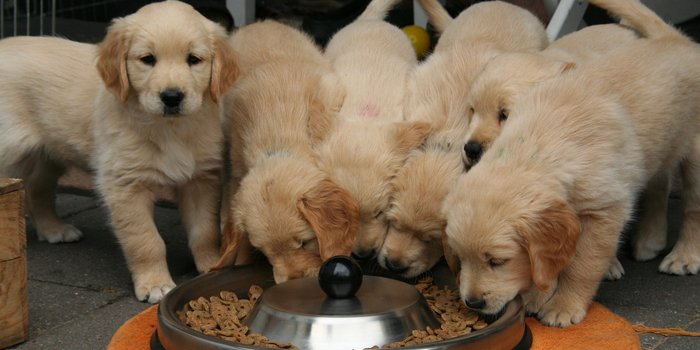 best-dog-food-buying-guide