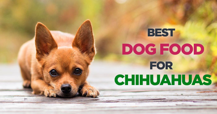 5+ Best Dog Food For Chihuahua From Puppy To Senior [2020