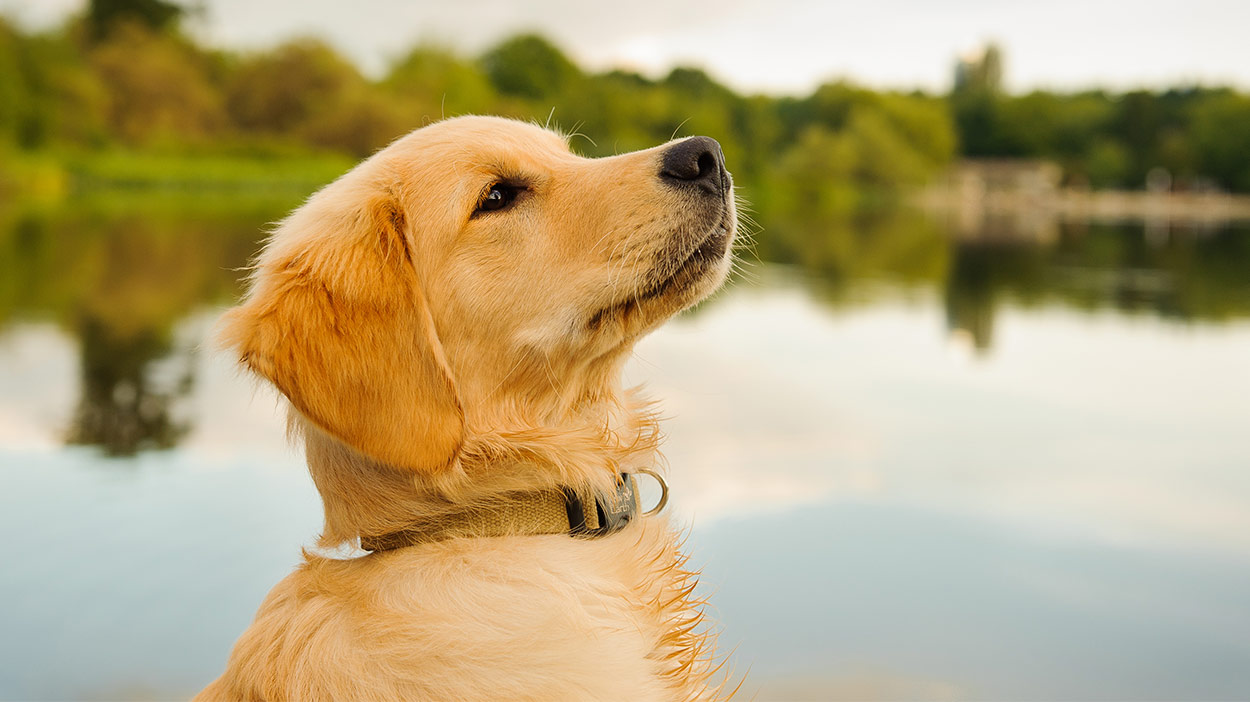 best-dog-food-for-golden-retriever