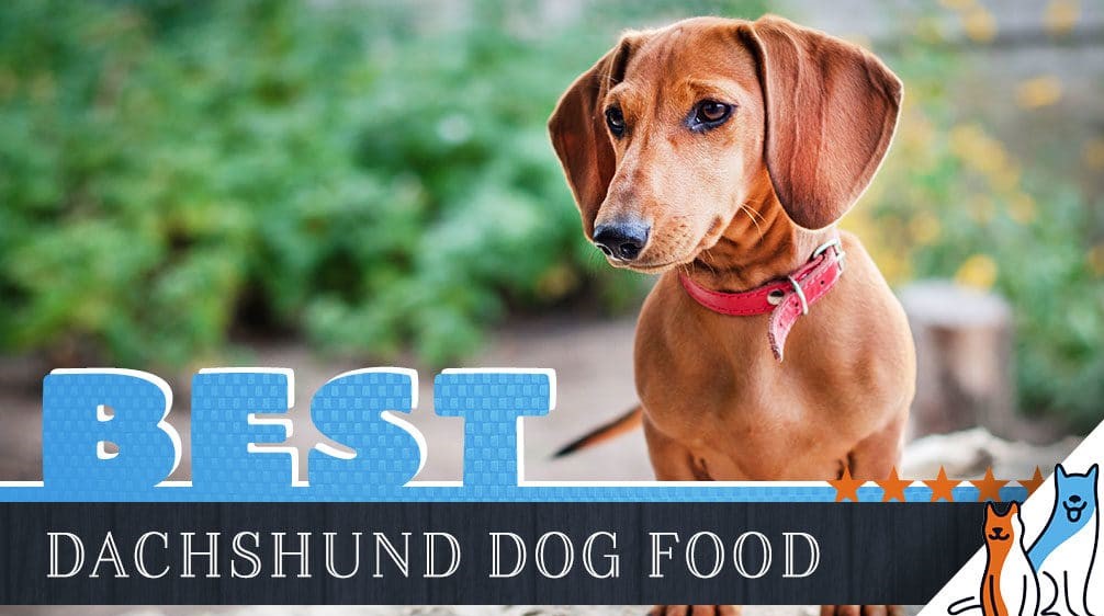 dachshund-dog-food