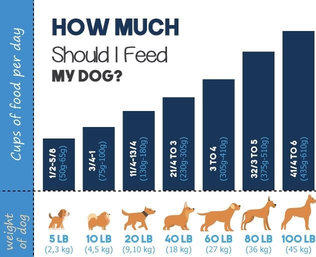 How Much Should I Feed My Dog