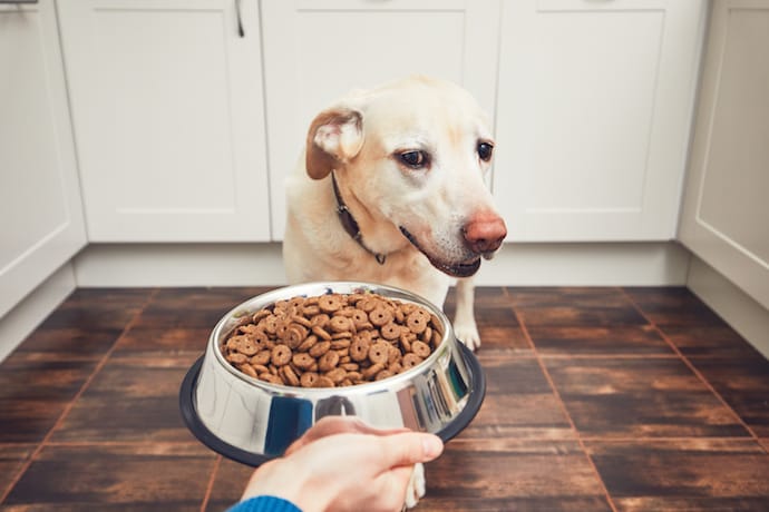 How To Encourage Your Dog To Eat Dry Food