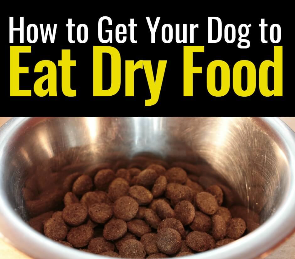 How To Get My Dog To Eat Dry Food