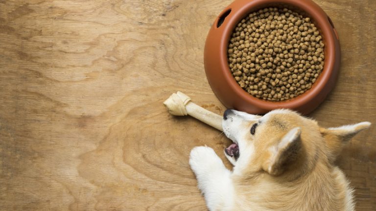 What Is Chicken Meal In Dog Food | What You Need To Know