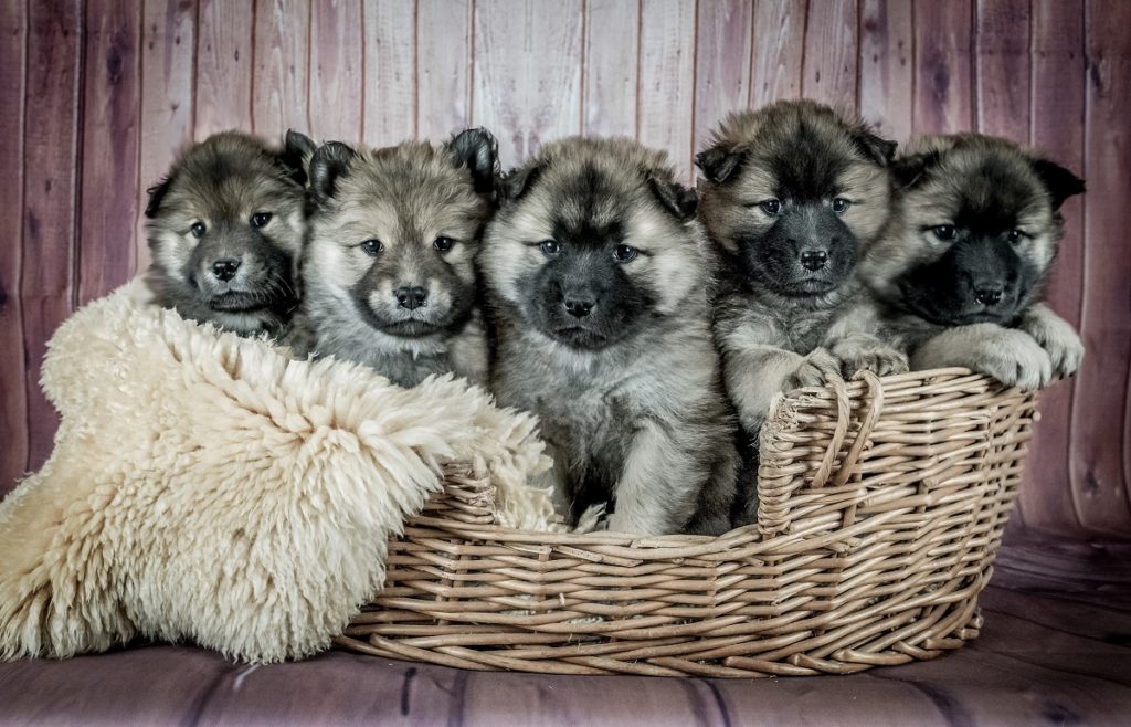 feed for different stages of a dogs growth