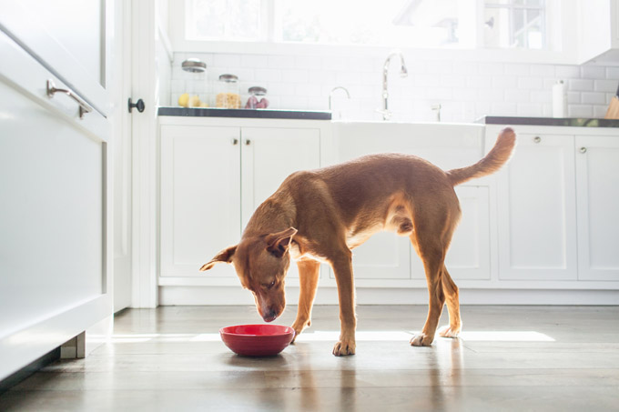 feeding-adult-dog