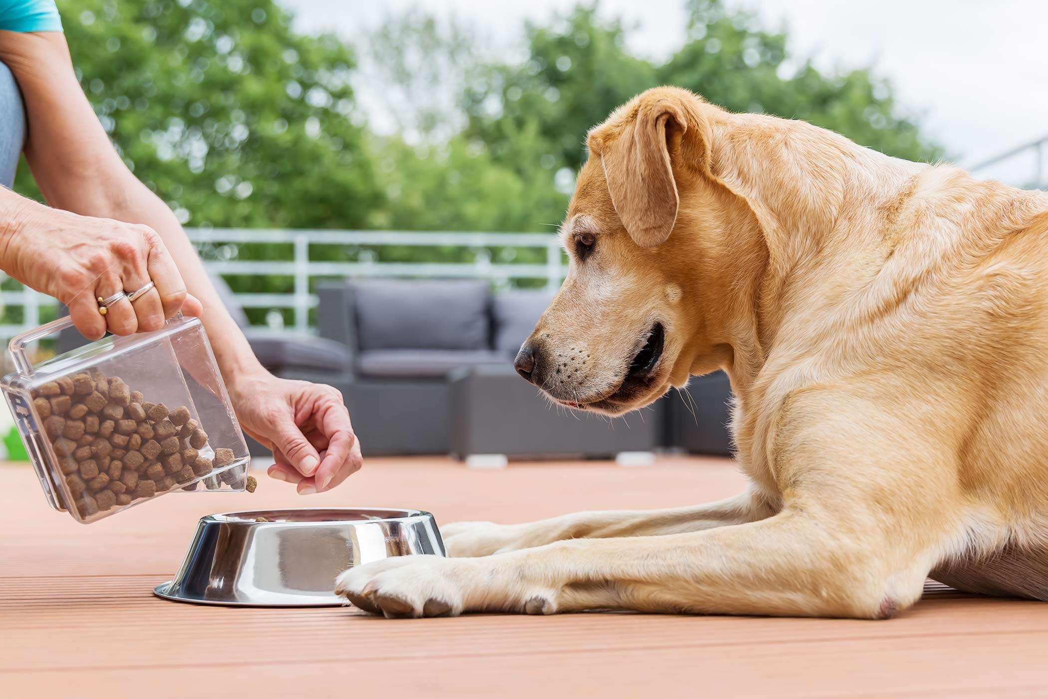 How To Get A Dog To Eat Dry Food Why Won't My Dog Eat Dry Dog Food