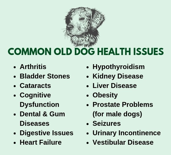 Common health problems in senior dogs
