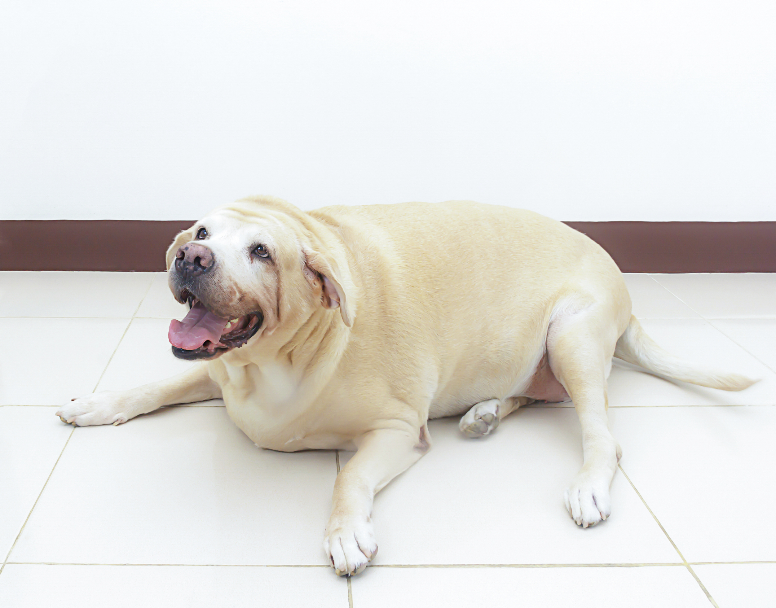 How-To-Help-a-Dog-Lose-Weight