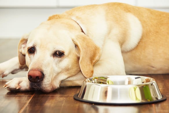 What To Do If Your Old Dog Won't Eat