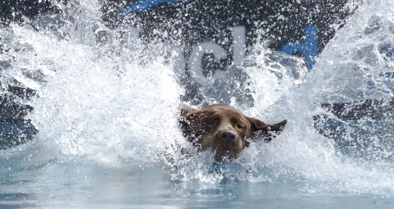 Advantages of Encouraging Your Dog to Swim