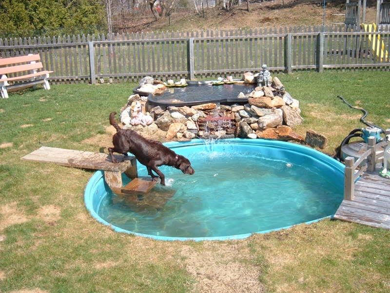 Backyard Pool for dogs