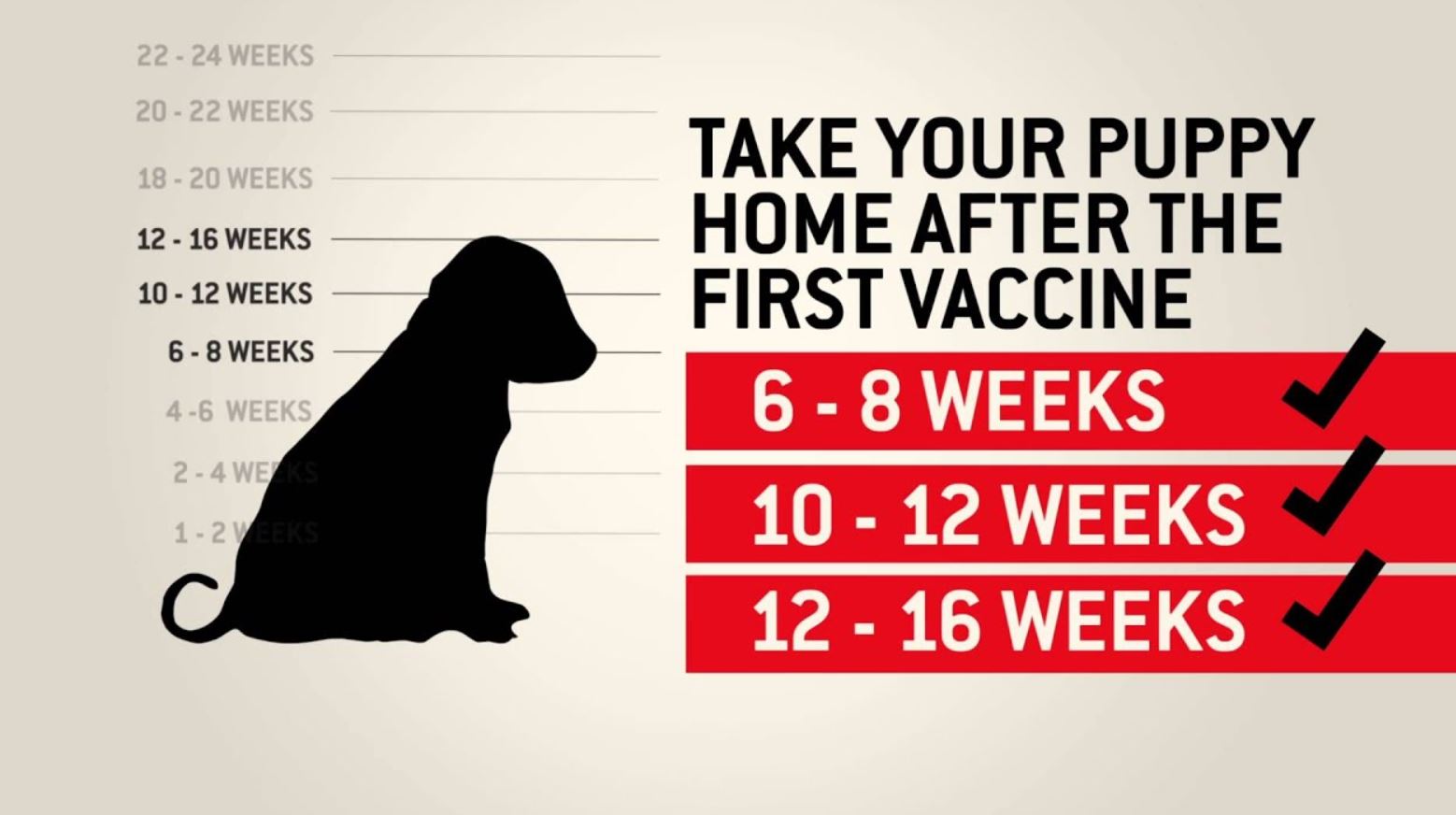 What Happens If A Dog Gets Vaccinated Twice Pets Tutorial