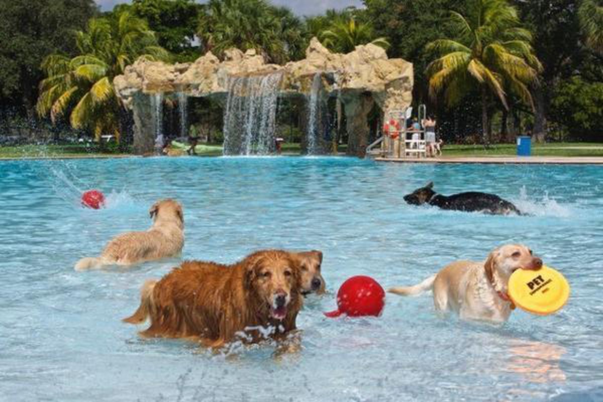 Local Dog Park Pools