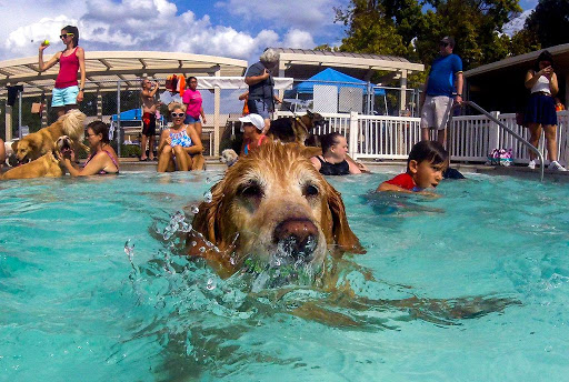 Local Public Pools for dogs