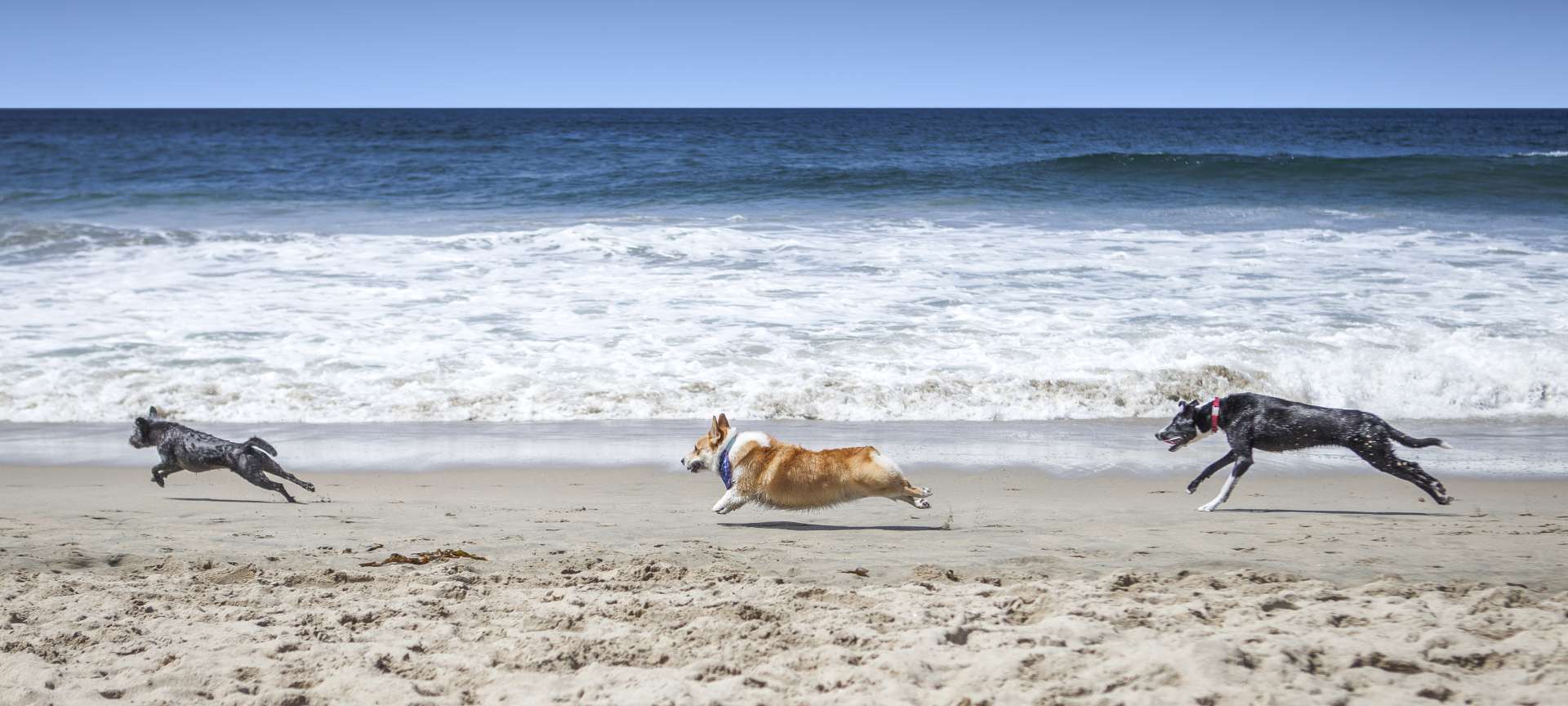 Public Local Beach for dogs