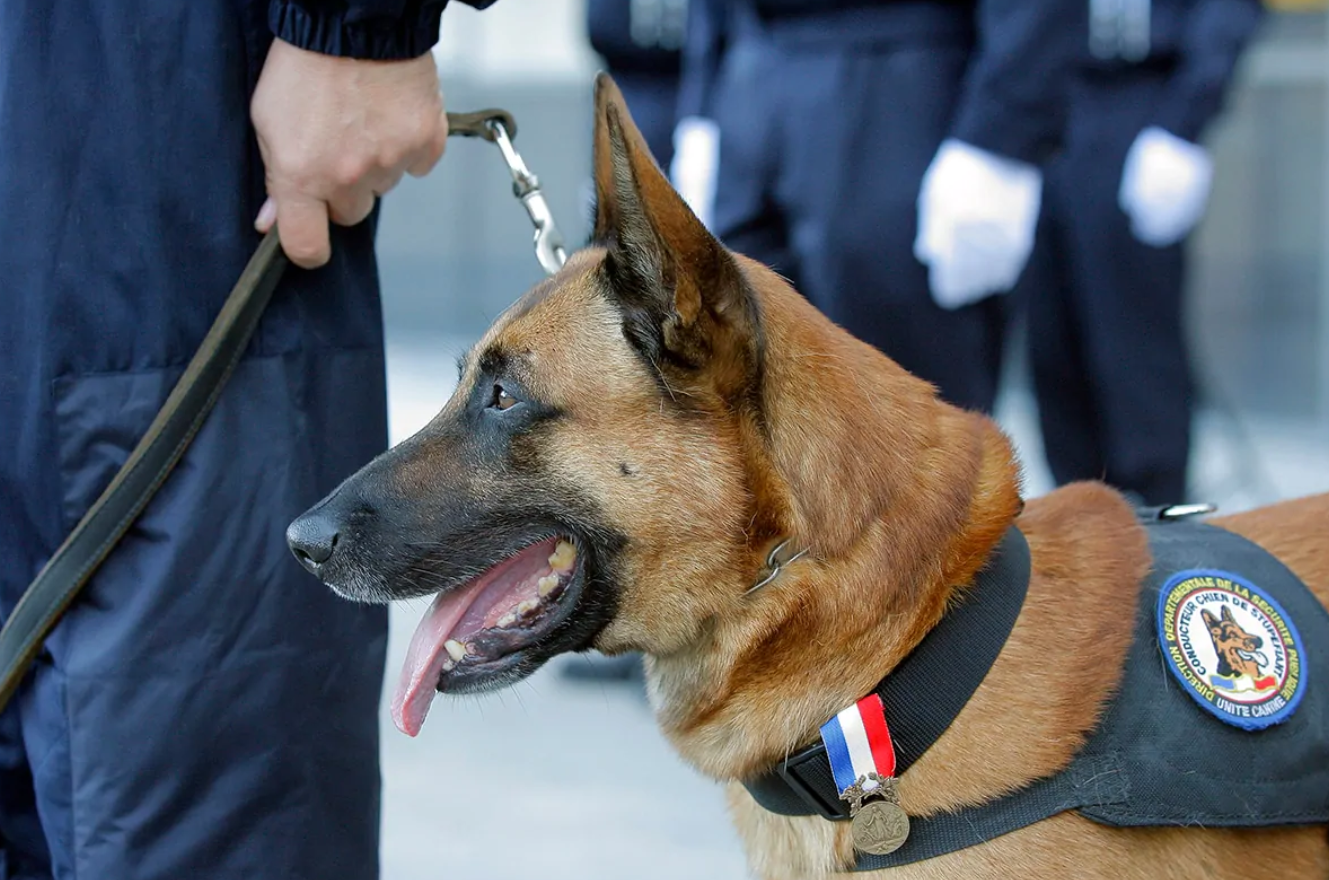 What Breed Of Dog Does The U.S. Secret Service Exclusively Use