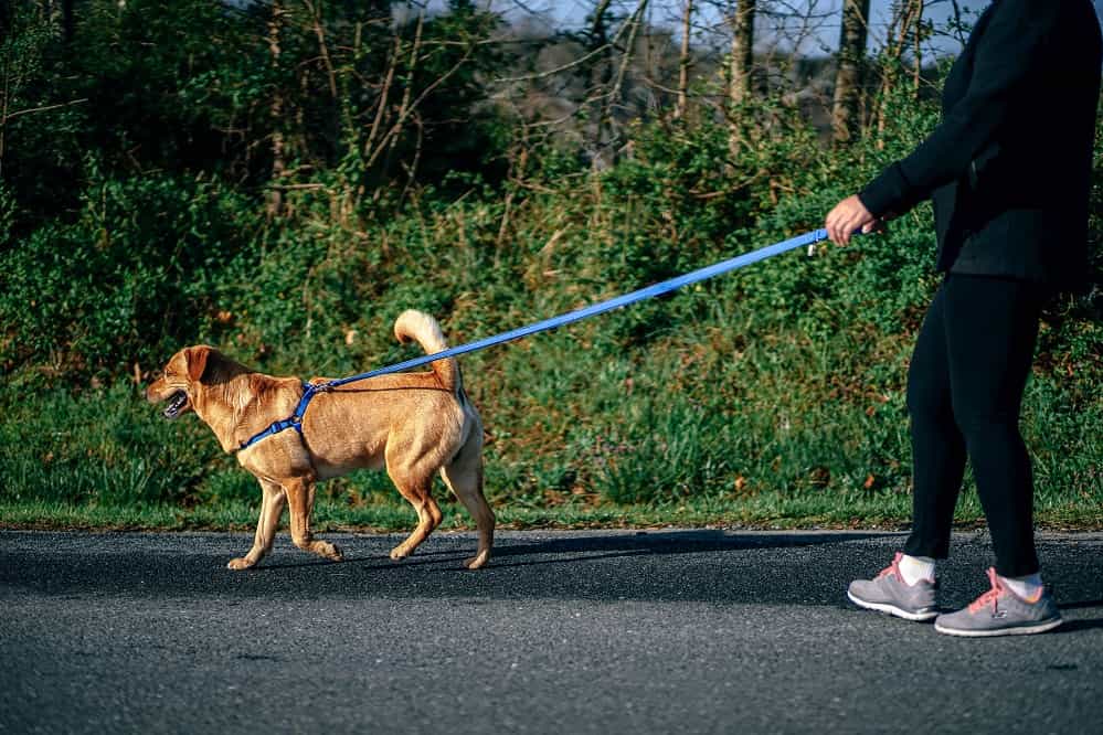 What-is-the-least-effective-method-to-retrieve-a-dog-that-has-got-off-leash