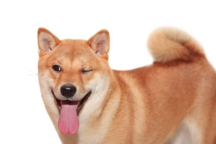 why-do-dogs-wink