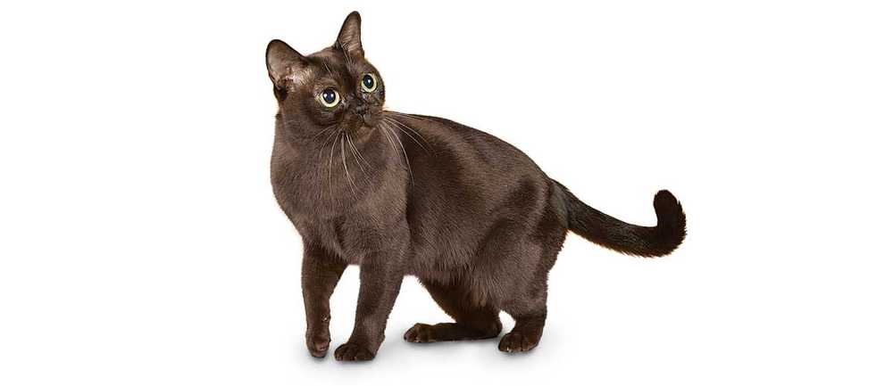 Burmese Cats Breed 2