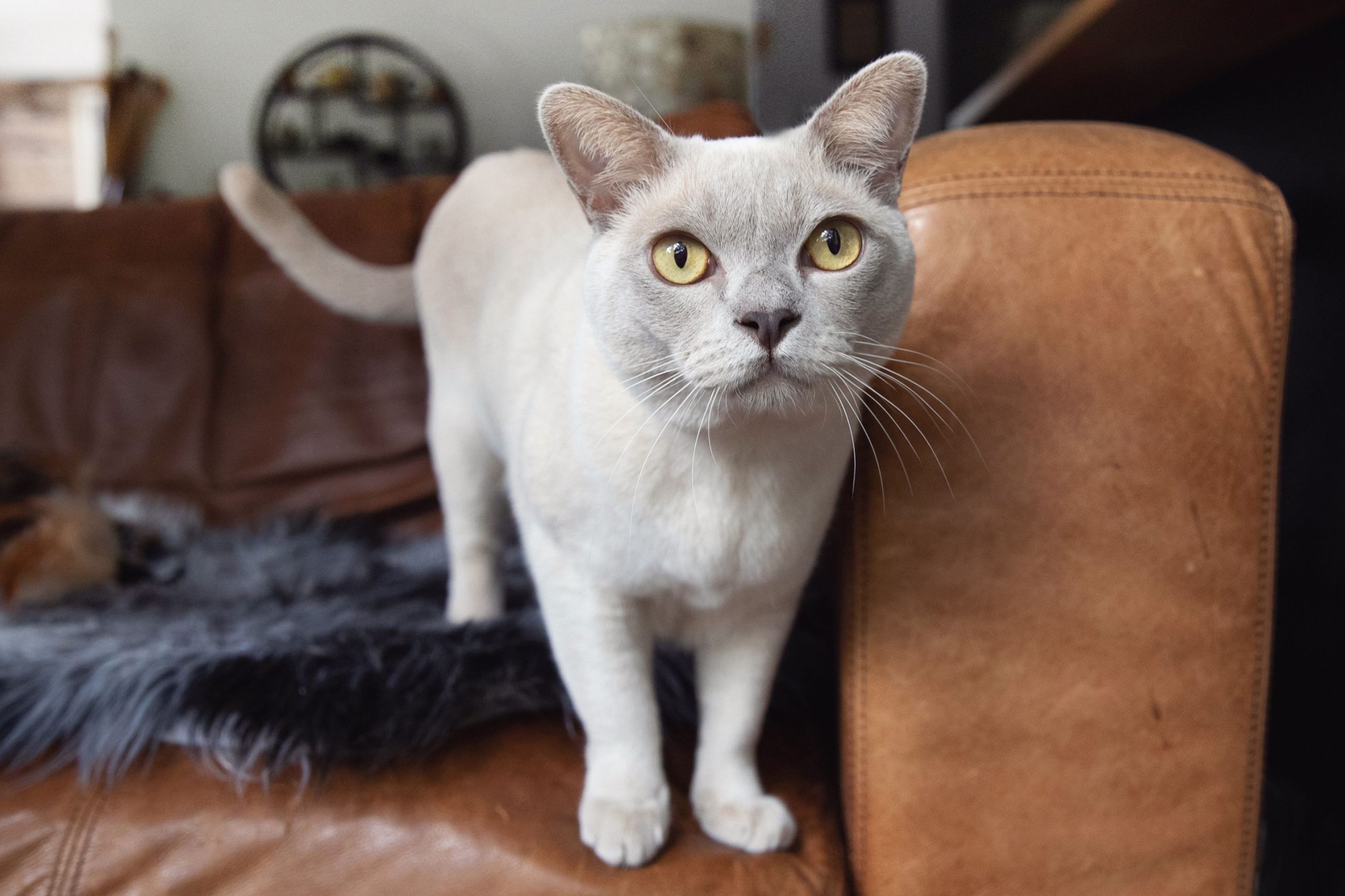 Burmese Cats Breed