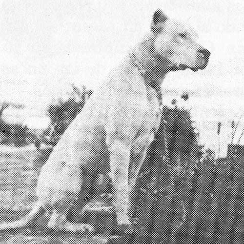 Dogo Argentino history