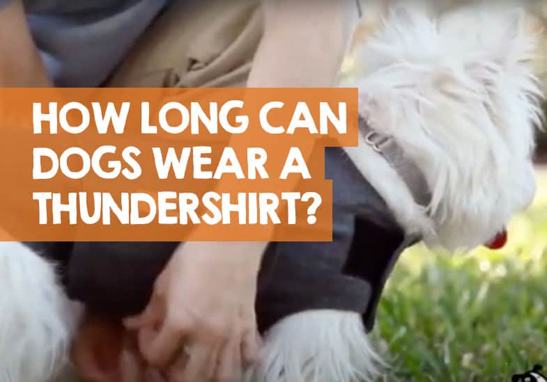 How Long Can You Keep A ThunderShirt On A Dog
