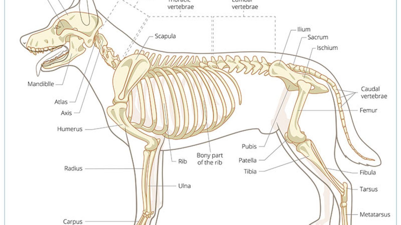 Diagram Of Dog Skeleton