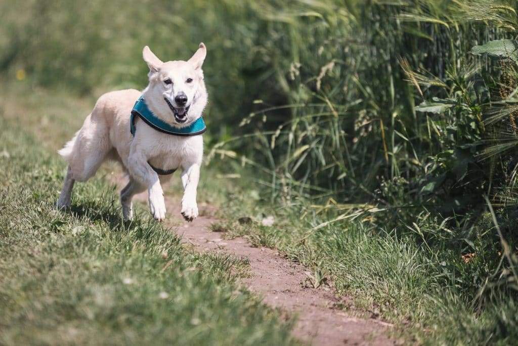 How Much Exercise Does A Dog Need Everyday