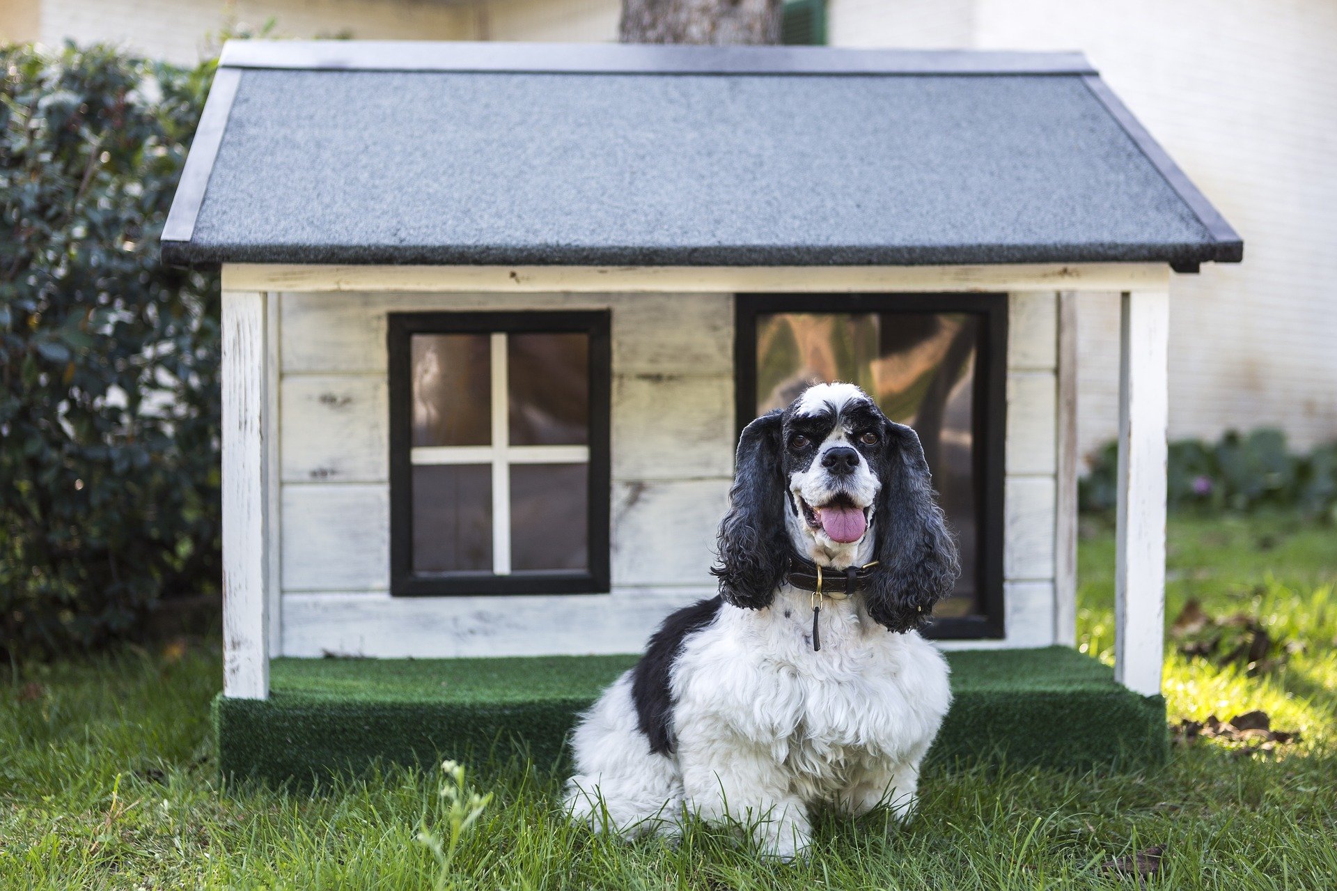 How To Heat A Dog House Without Electricity