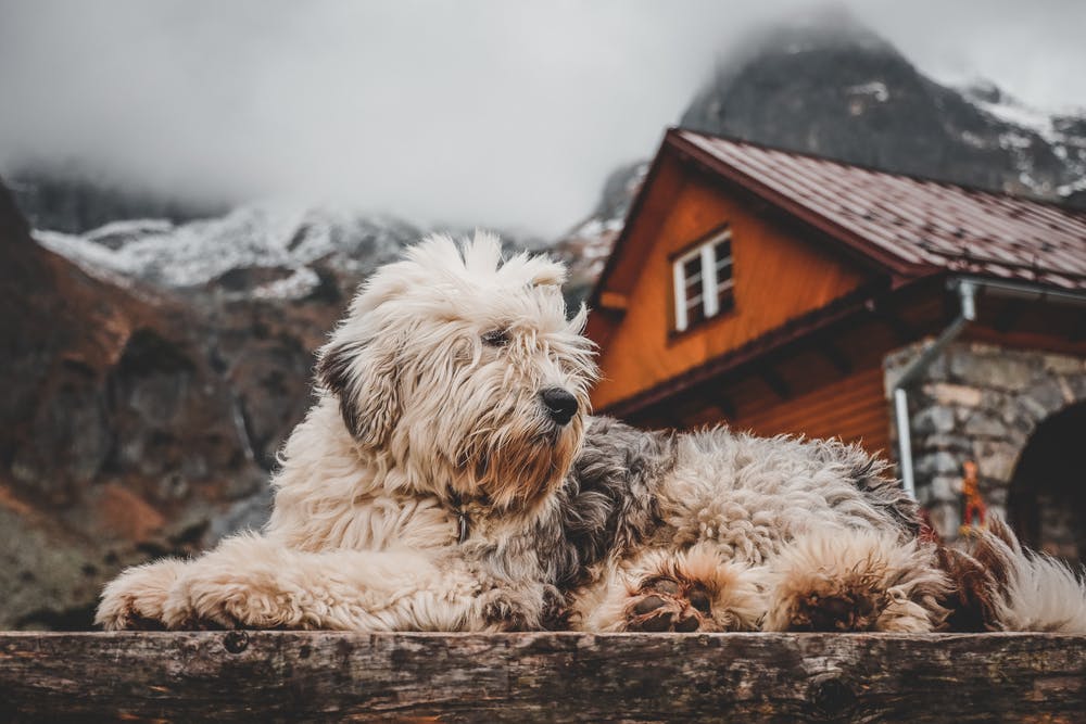 How To Heat A Dog House Without Electricity