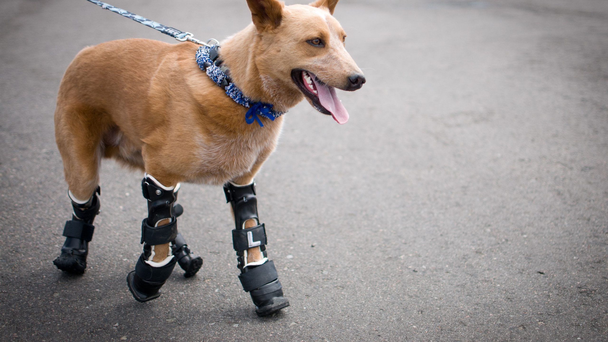 Pets Tutorial: How To Make A Prosthetic Leg For A Dog