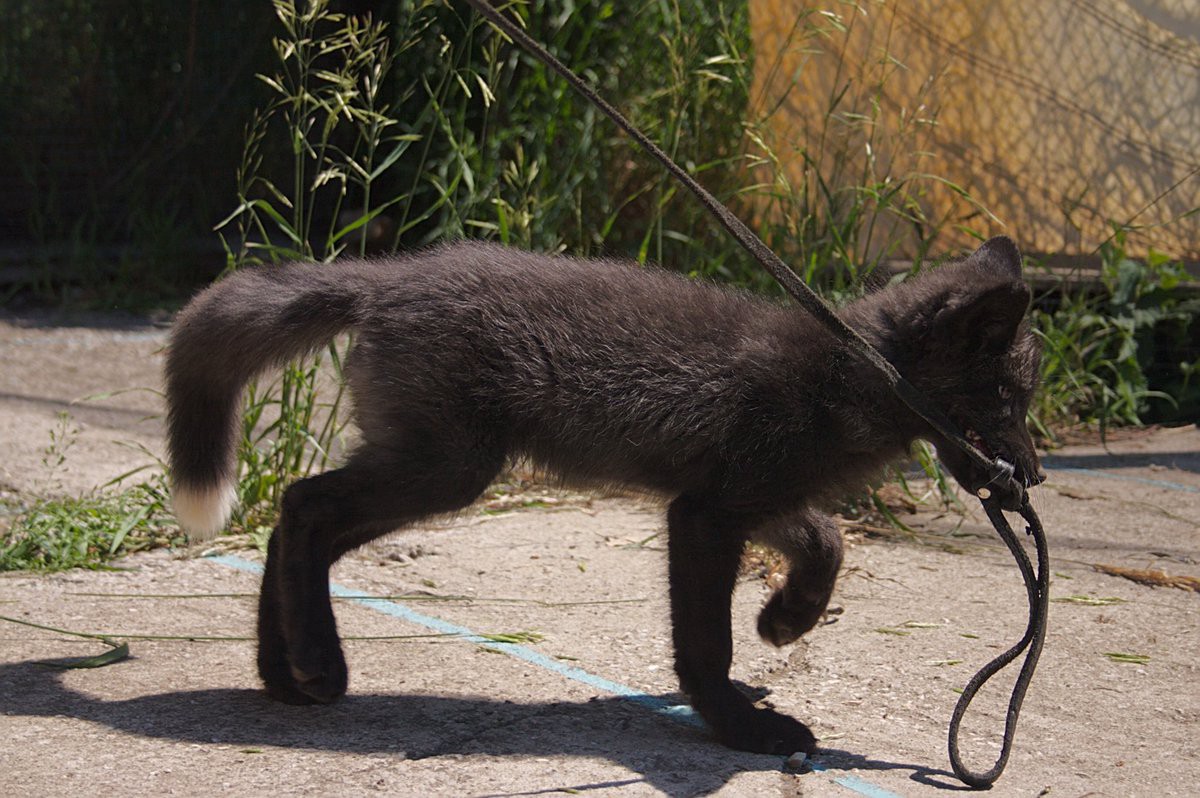 How To Tame A Fox And Build A Dog