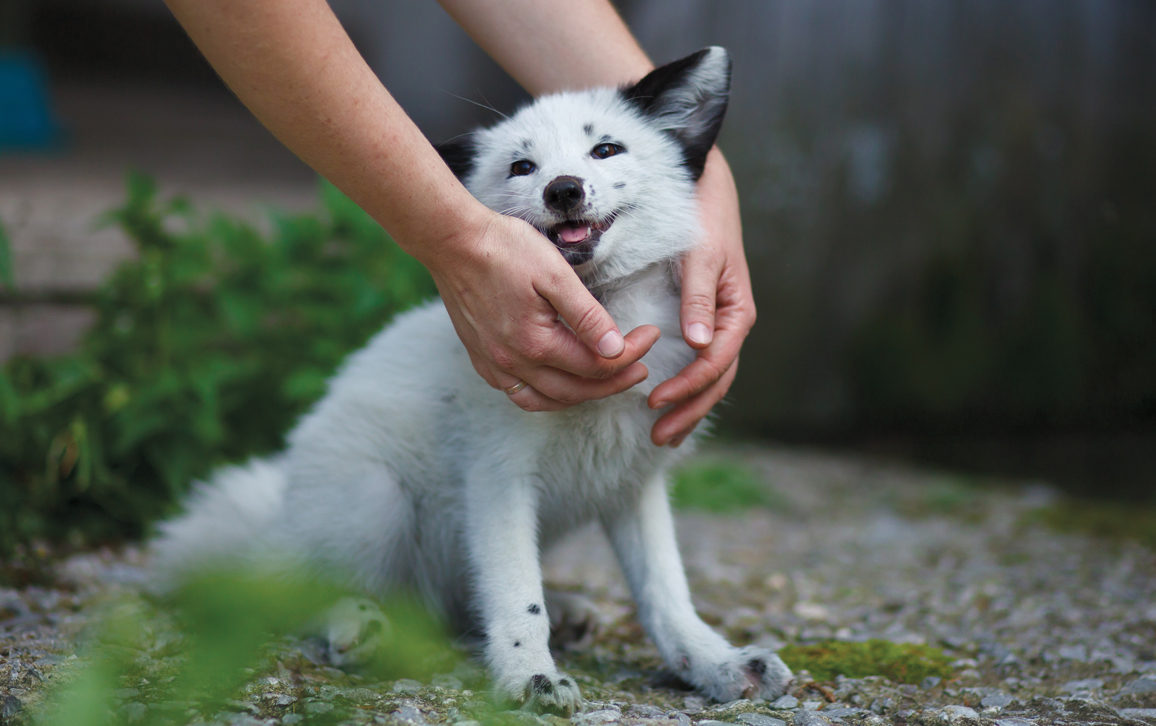 How To Tame A Fox And Build A Dog