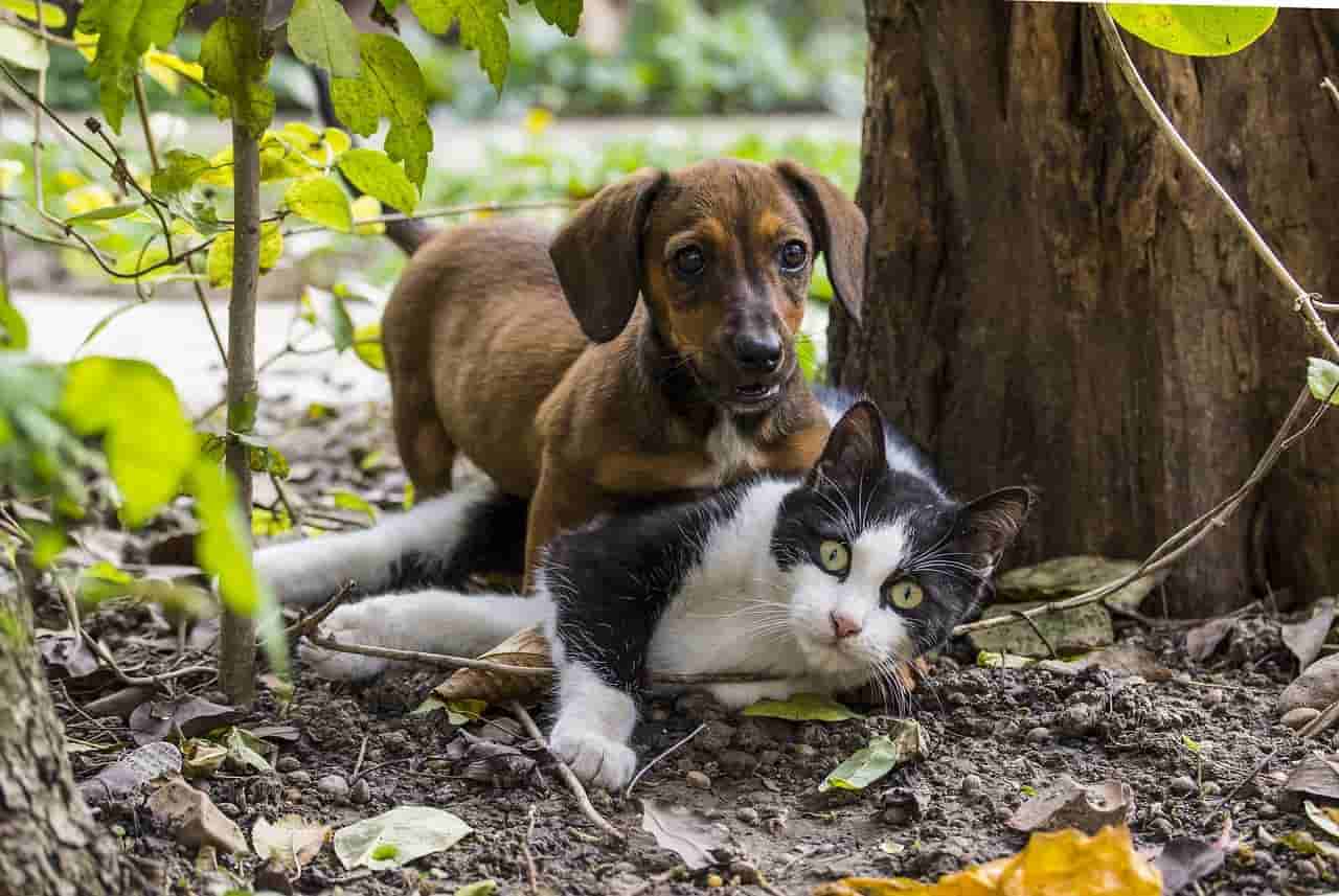 How To Tell If A Dog Is Aggressive Towards Cats 