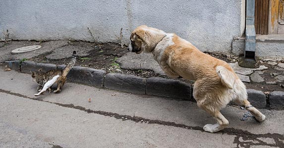 How To Tell If A Dog Is Aggressive Towards Cats 2