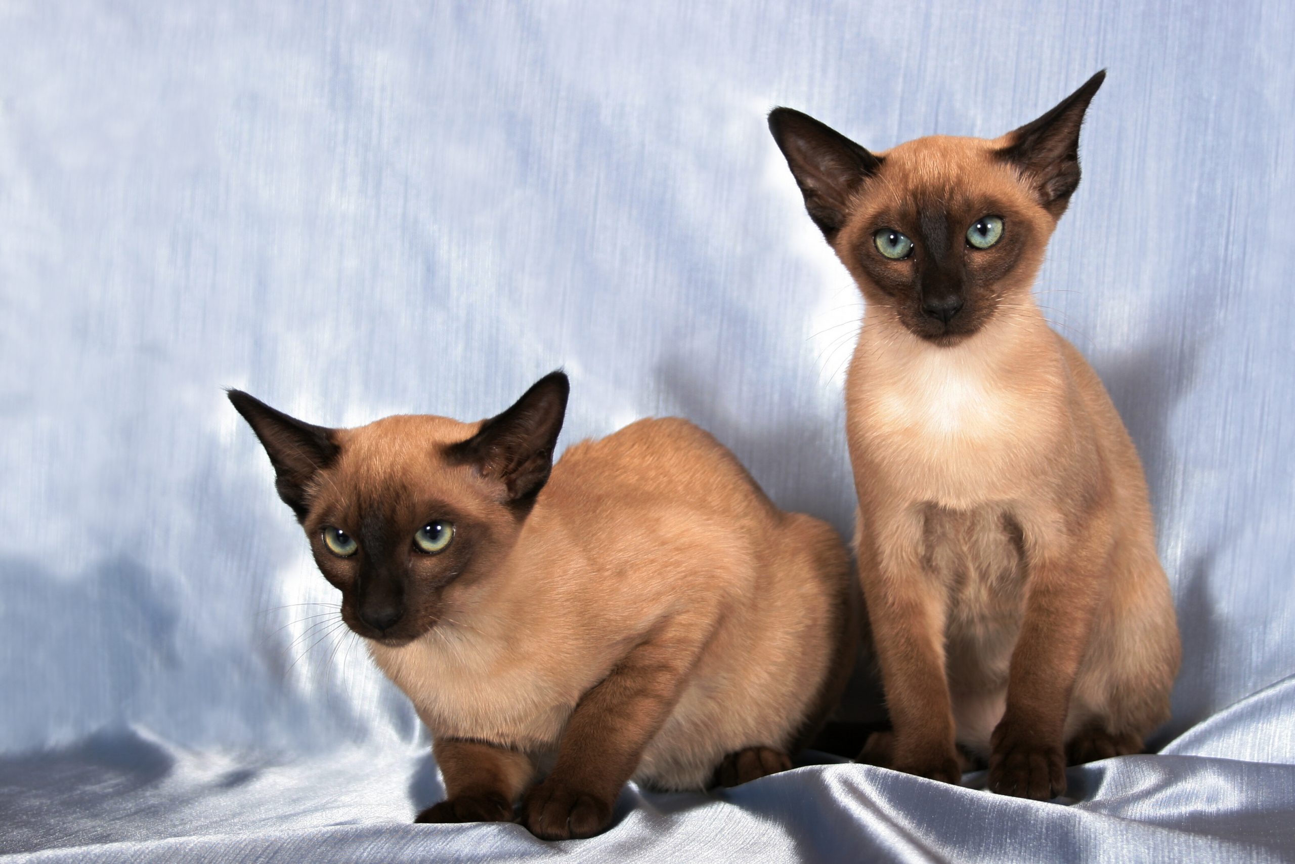 Tonkinese Cat 2