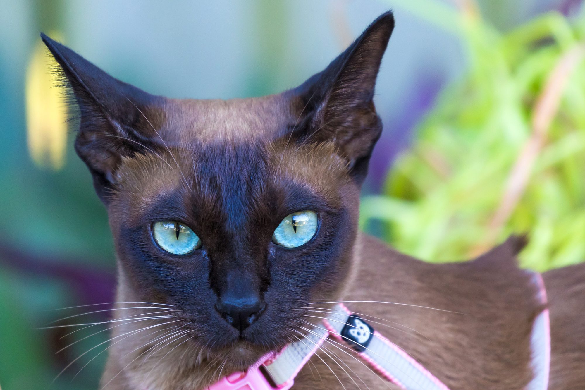 Tonkinese Cat 3