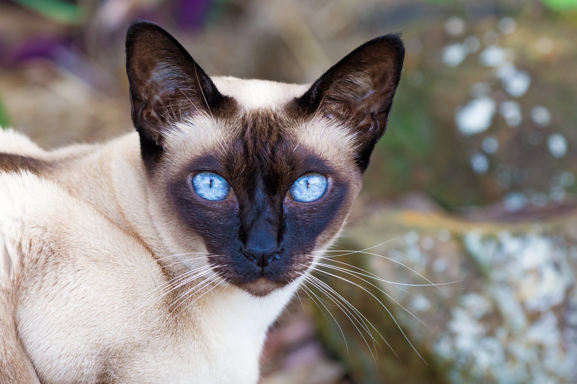 Tonkinese Cat