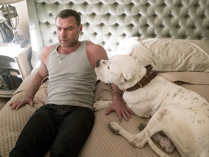 What Kind Of Dog Is On Ray Donovan
