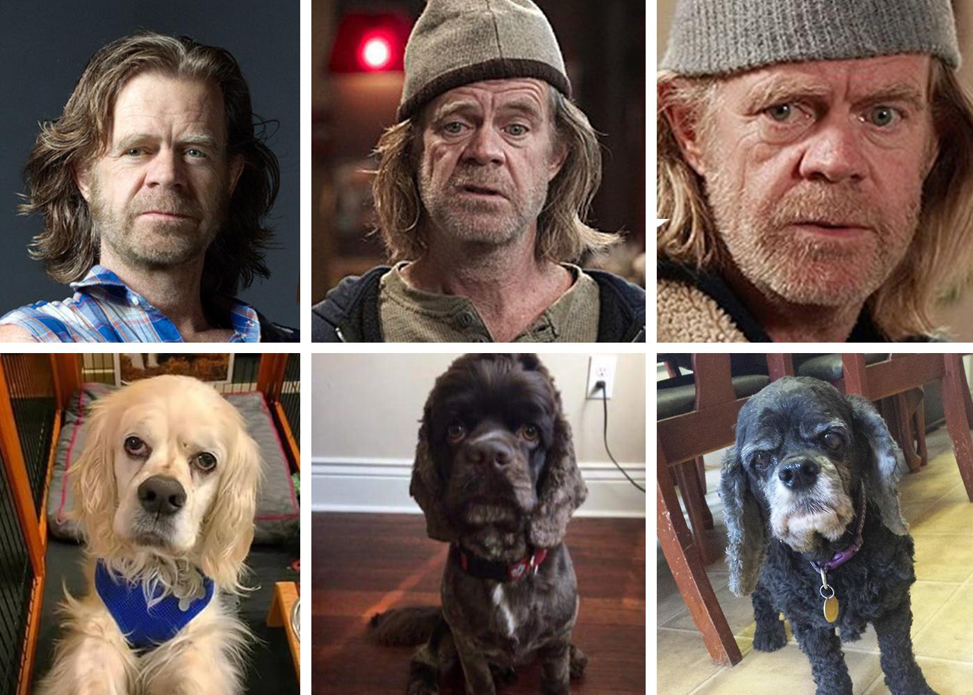 Why Does My Dog Look Like Frank Gallagher