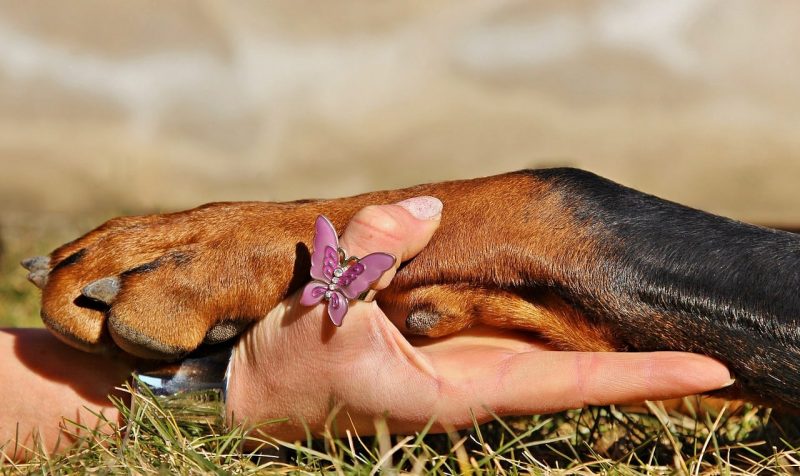 why do dogs grab your arm with their paw