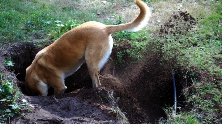 Why Is My Dog Digging Holes All Of A Sudden 2