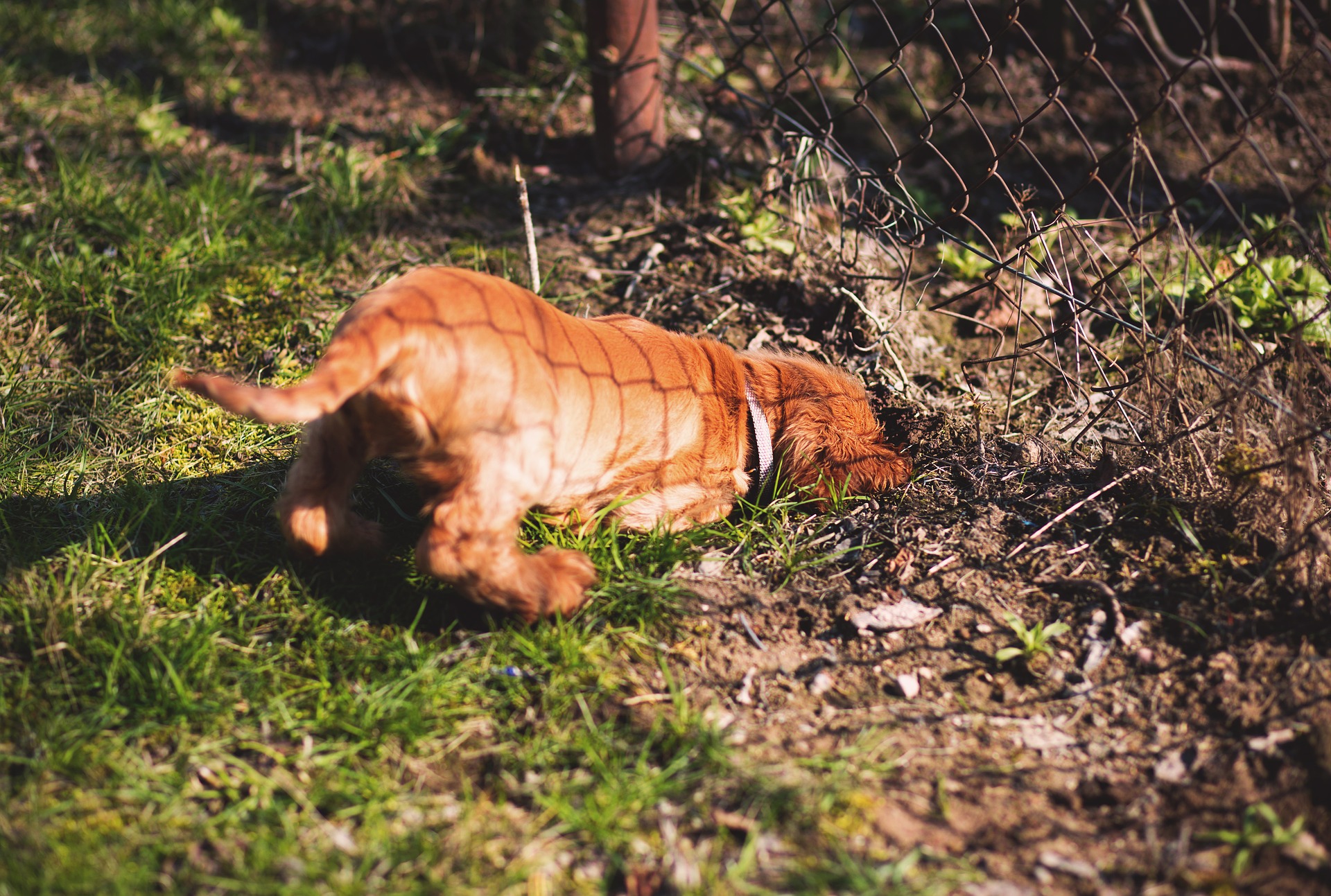 why-is-my-dog-digging-holes-all-of-a-sudden-pets-tutorial